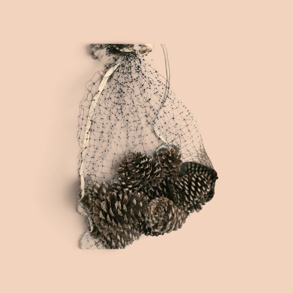 20 Longleaf Pinecone for Crafting Home Decor 2"-4" Tall 1.5"-2.5" Diameter Bag